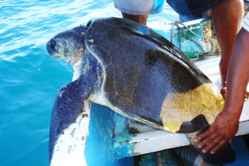 Schildkröte in Mazunte