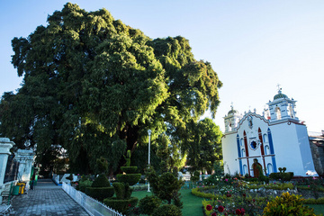 Árbol de Tule