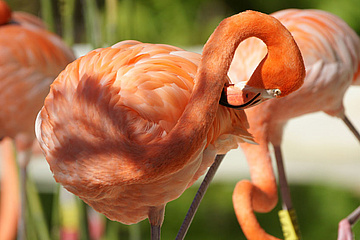 Flamingos in Celestún