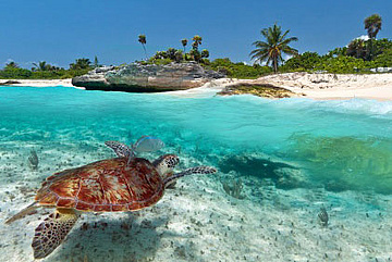 Schildkröte in Akumal