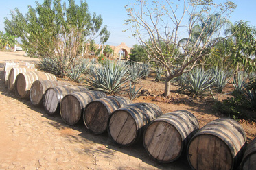 Tequila