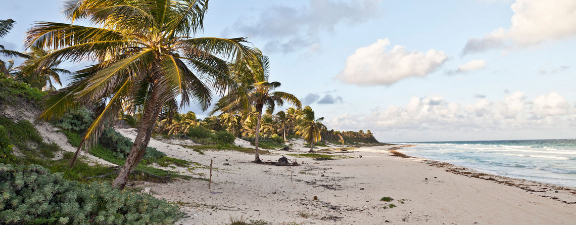 Küstenabschnitt mit Palmen am Strand in Mexiko