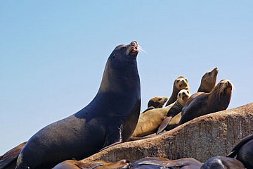 Seelöwen Isla Coronado