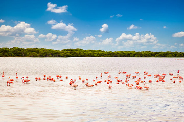 Flamingos in Celestún