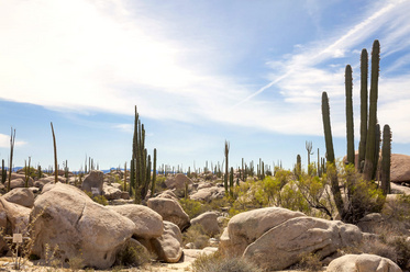 Kakteen im Cirios Tal auf der Baja California