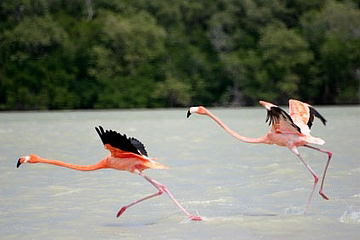 Flamingos in Celestún