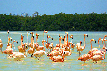 Flamingos in Celestún