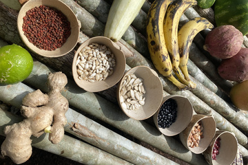 Früchte der Milpa zum Beispiel Bohnen, Bananen, Ingwer