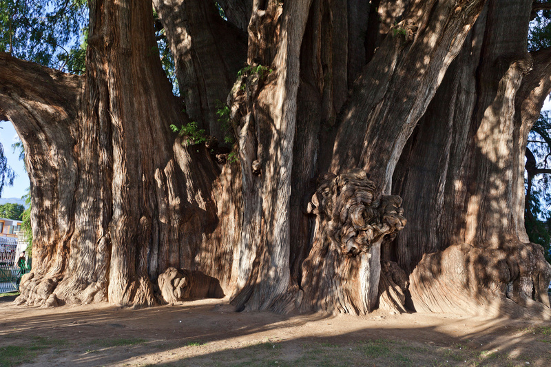 Árbol del Tule