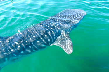 Walhai an der Küste Baja Californiens