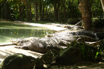 crococun Krokodile